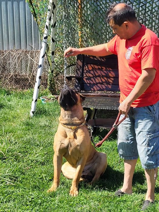 Кане Корсо мальчик на вязку