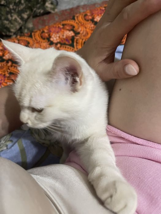 Отдам бесплатно в хорошие руки