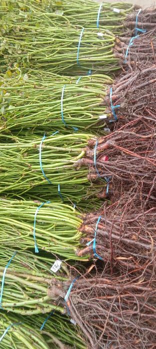 атиргул ва штаповийлар гулам бор