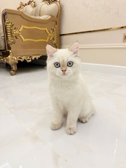 Короткошёрстная белая шиншилла