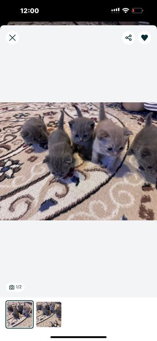 Марғаулар шолтанский веслаухая