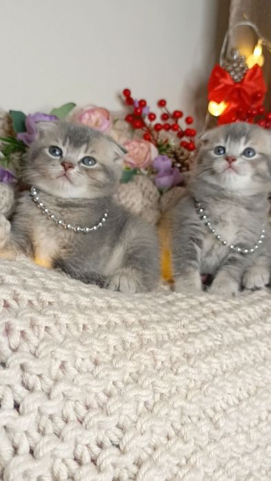 Скоттиш фолд два мальчика окрас голубая шиншилла