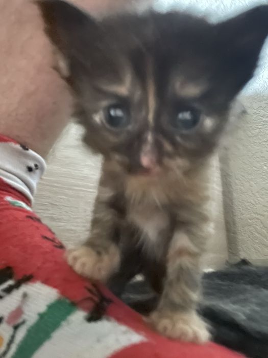 Котята невдупленыши