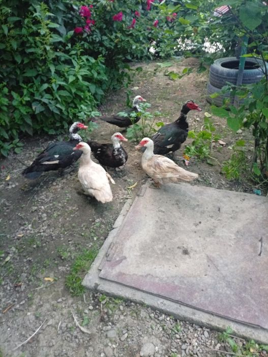 Vând rațe mute și rățoi doi și patru rațe vârstă un an