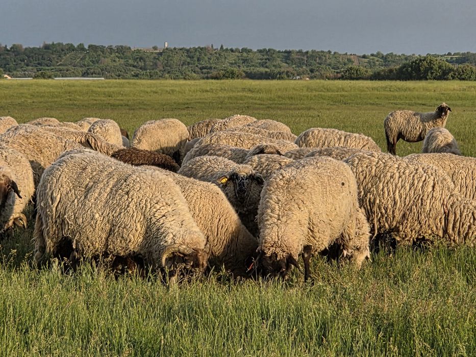 Oi carabase crotaliate