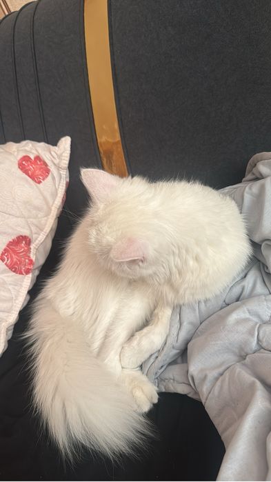 Пушистая Кошка продаю