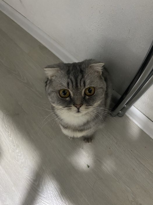 Ищем кота для кошки скоттиш страйд или другой породы