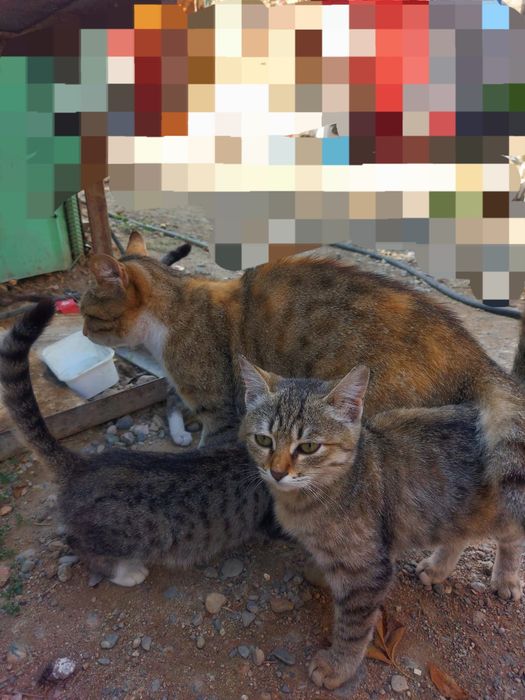 Котята отдам 4 месяца им