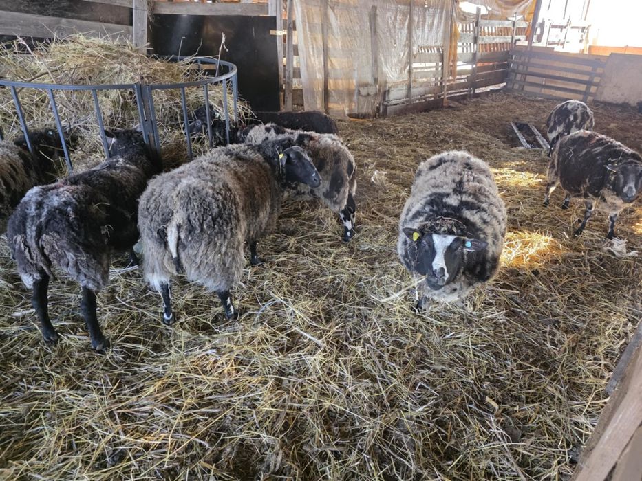 Vănd oi texel cu certificat de origine