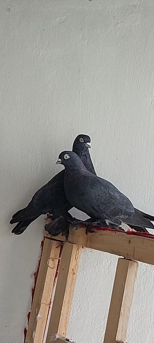 Кабутар пара зох