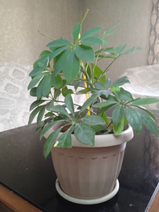 Продам цветок срочно