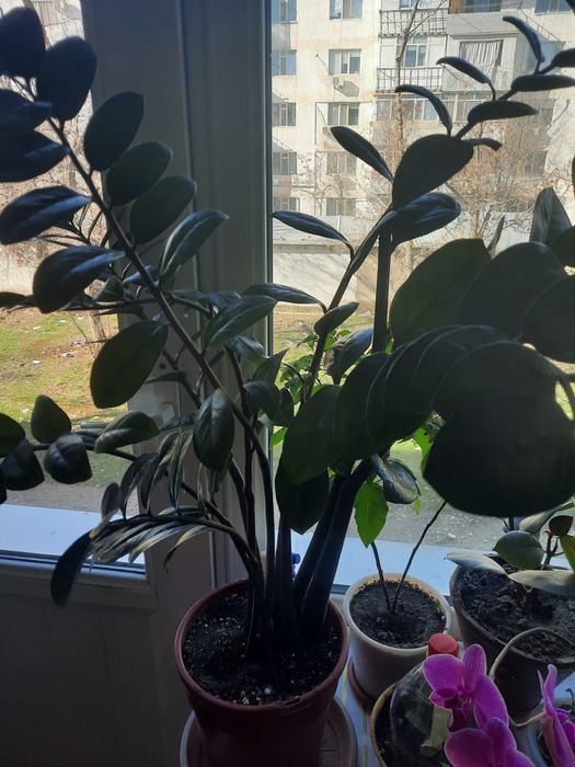 Продаю комнатные цветы