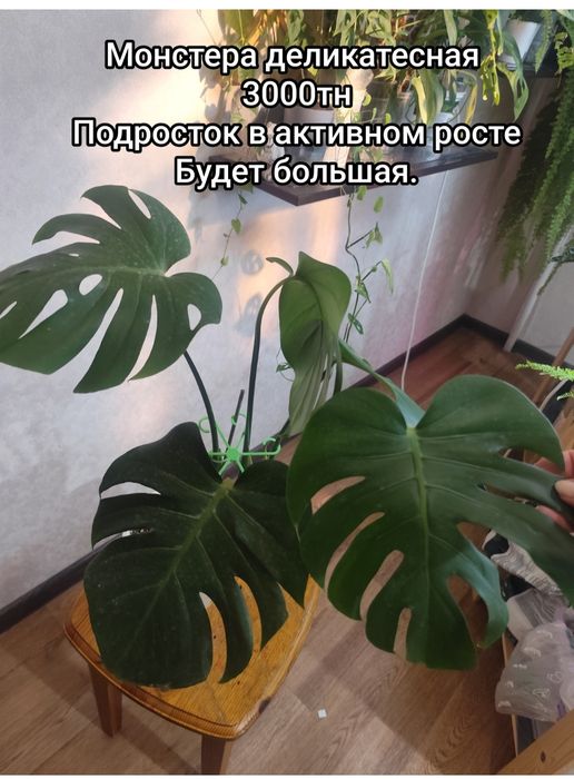 Комнатные   цветы