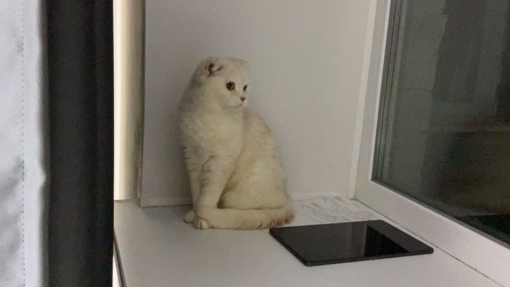 Шотландский кот и кошка