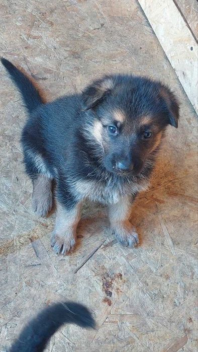 Щенок немецкой овчарки