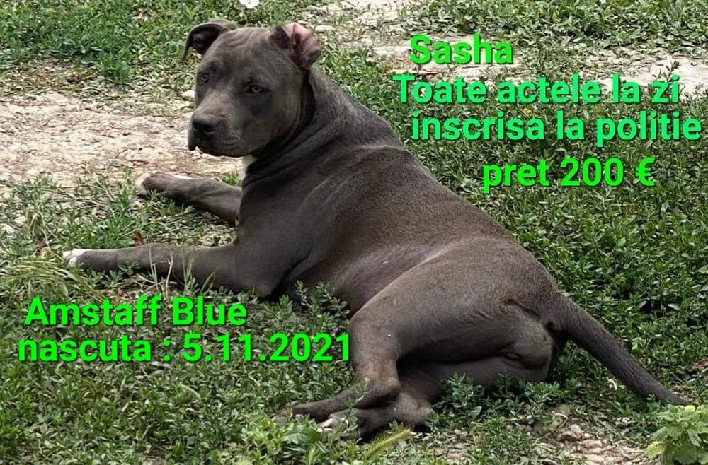 Vand pt.cunoscatori Amstaff Blue