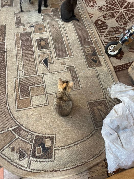 Отдам котят в хорошие руки