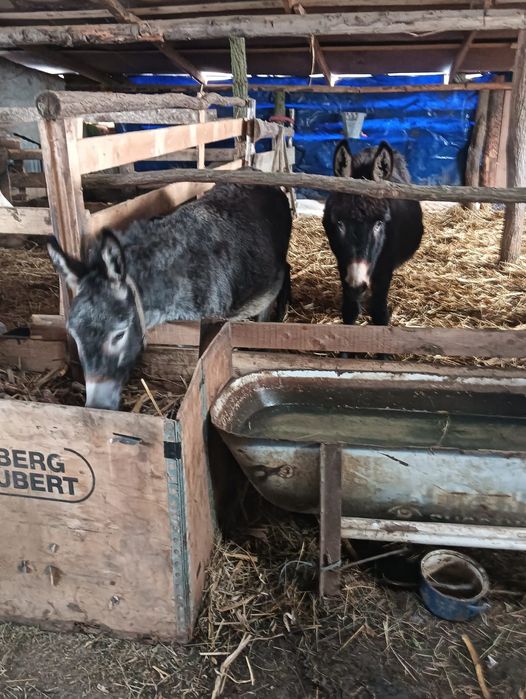 De vânzare magaritele