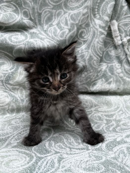 Отдам котят в добрые руки.