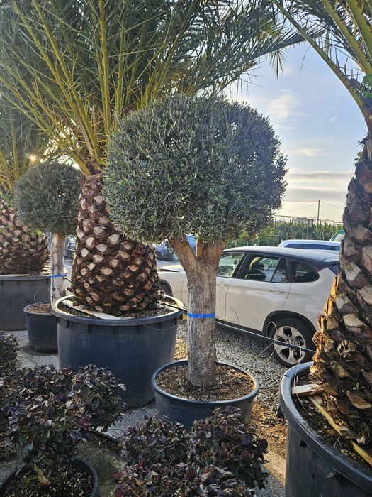 Maslin leilandy phoetinia eonymous