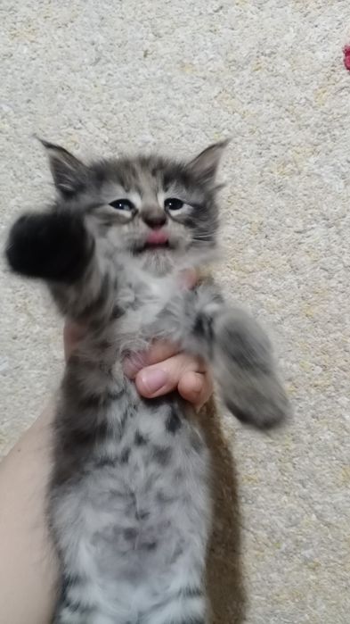 Котята домашние. Отдам даром