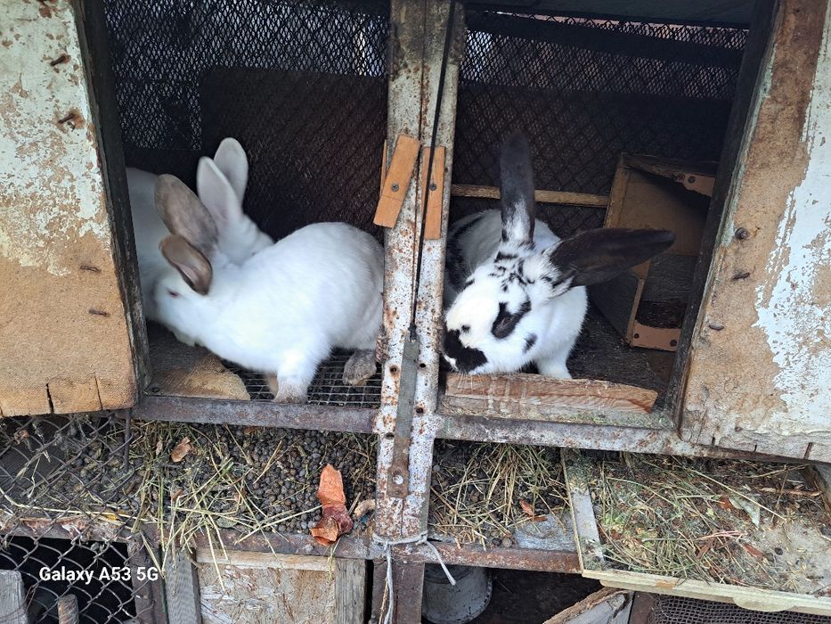 Продам кроликов!