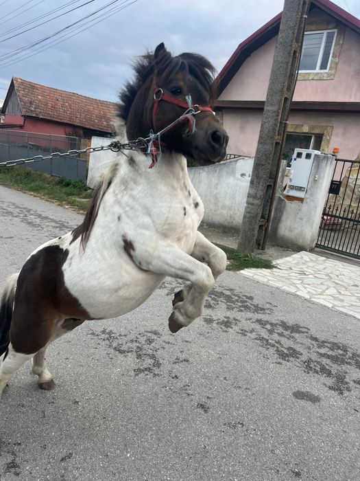 Vand 1 ponei  si 1 manz armasari