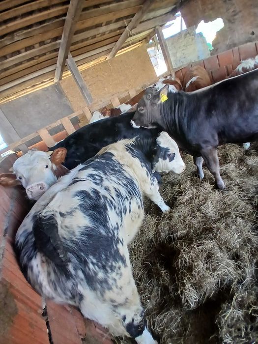 Vand vitei masculi media 310-320