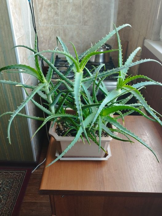 Продам цветы Алое лечебное