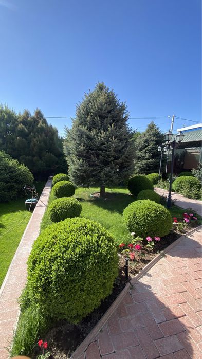 Газон Автополив.