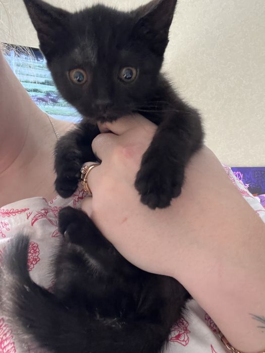 Отдам котенка в добрые руки