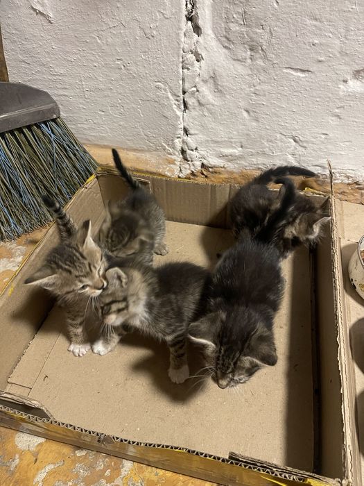 Котята в добрые руки