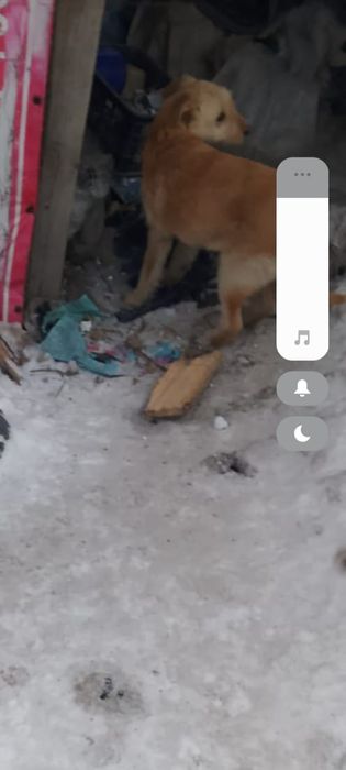 Отдам щенков в добрые руки