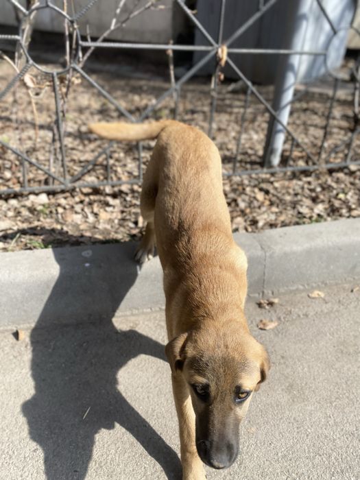 Щенок собака золотинка 3 мес