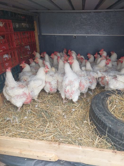 Găini albe de carne rasa super grea