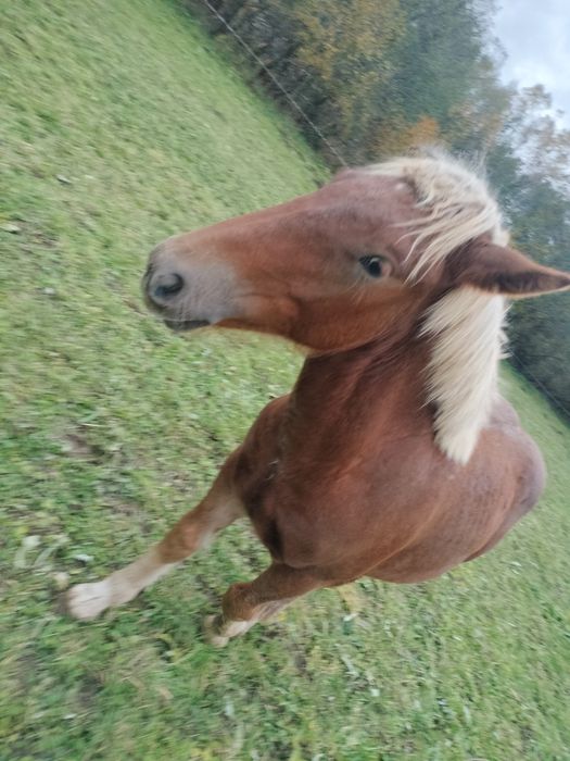 Mînz de 7 luni caută alții iubitori