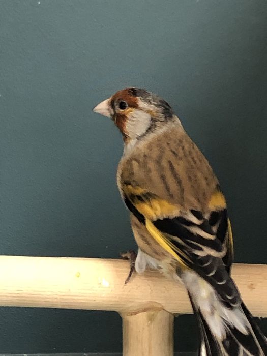 Канарейка (кенор) гибрид