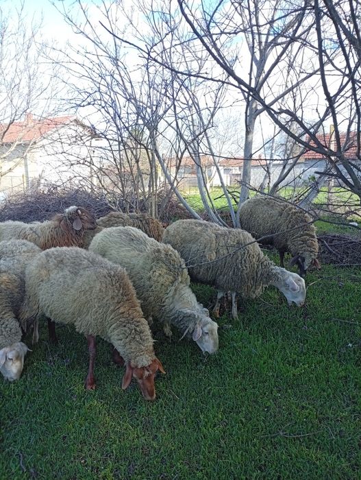 Млади овцета и агнета.