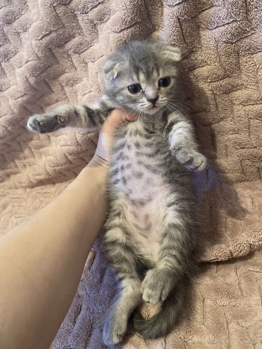 Шотландская вислоухая