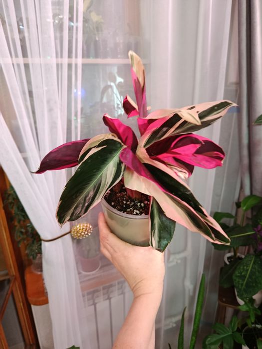 Продам комнатные цветы