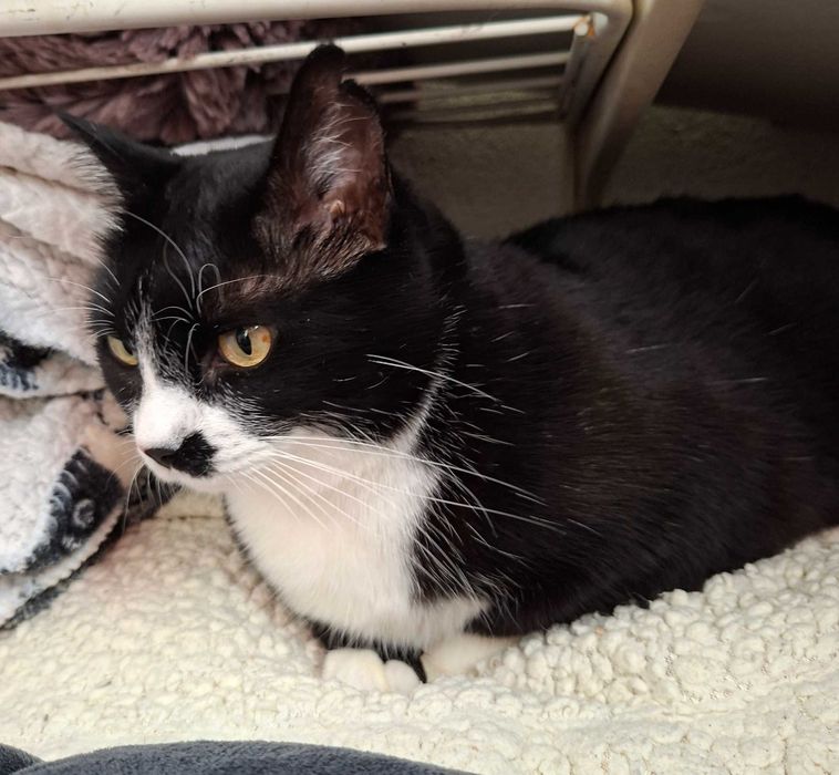 Adoptie pisica neagra curte Martafica
