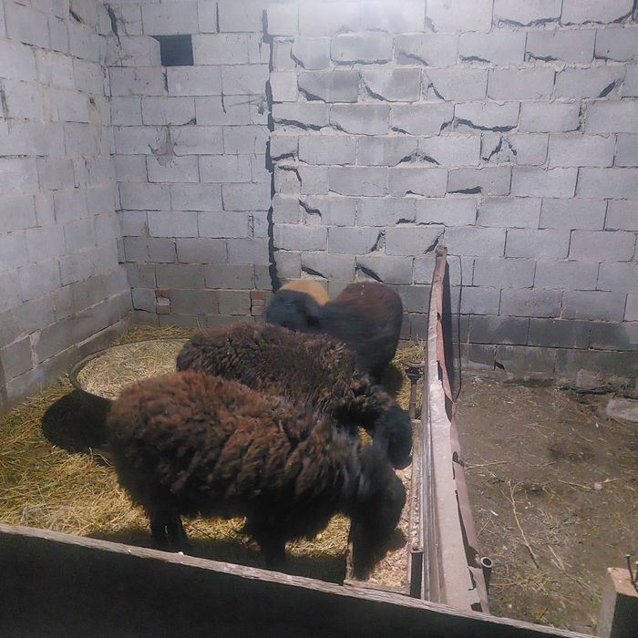 Тоқты сатылады 3бас