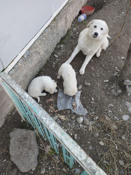 Отдам в хорошие руки щенков