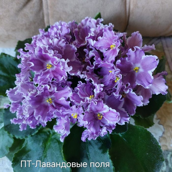 Сенполия сортовая лист 500тг