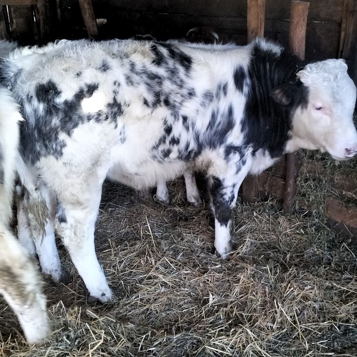 Vând viței înțărcați