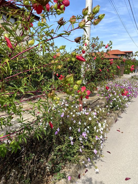 ПАРЦЕЛ 610 м² в регулация, ток и вода на улицата, 5 км от плажа