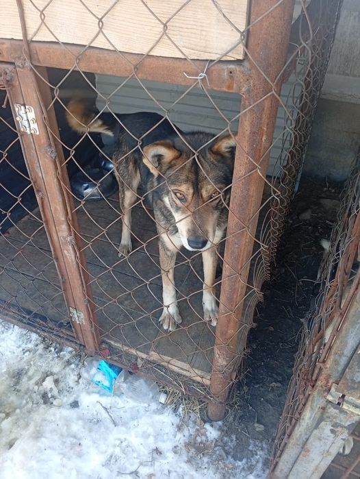 Щенки на охрану!