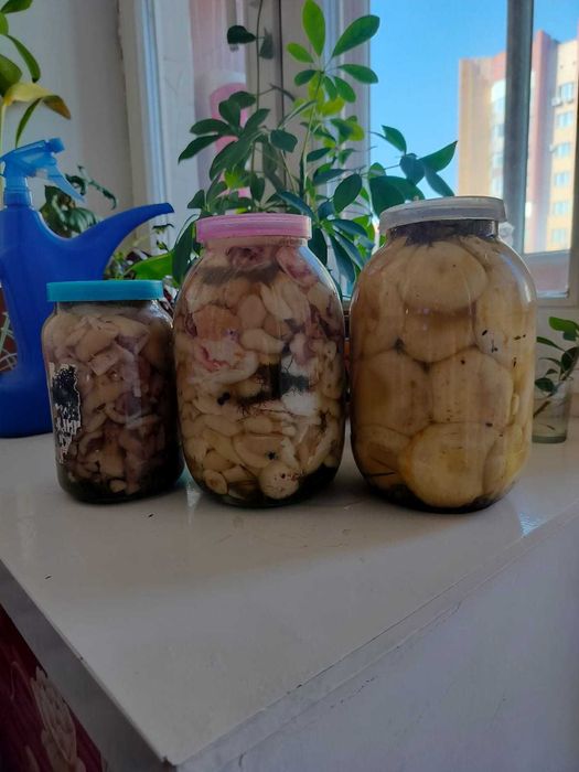 Продам грибы грузди и маслята