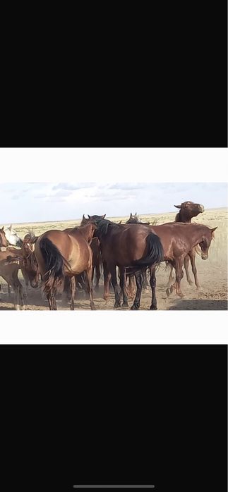 Продаются лошади