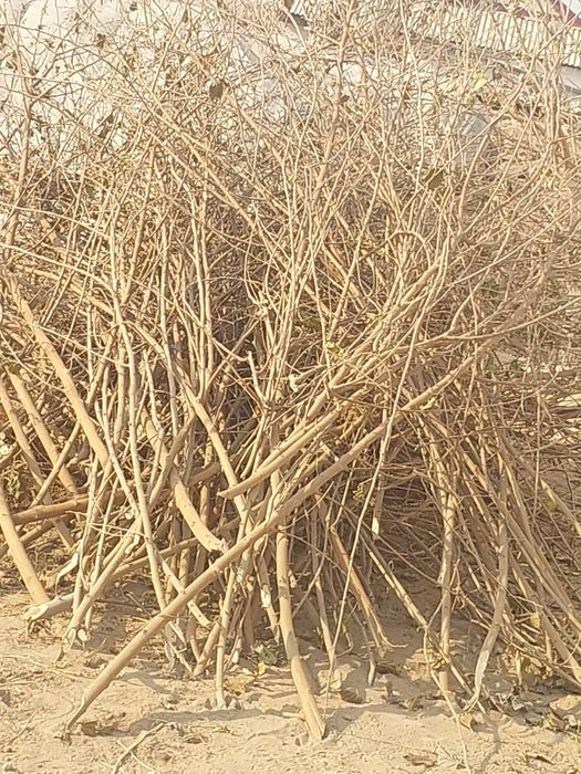 Утин сотилади тутики